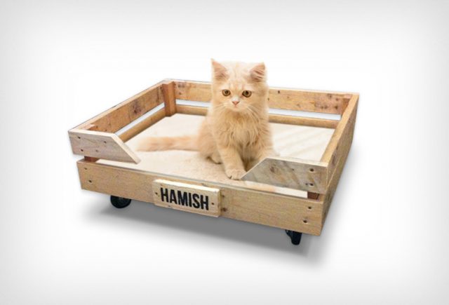Cat-Trolley-v2-785x522